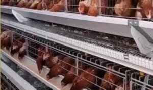 Screenshot_2025-11-05-23-12-42-58_a23b203fd3aafc6dcb84e438dda678b6